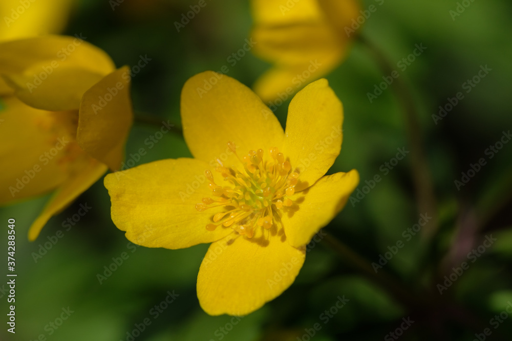 Makro der Blüte der seltenen Wildblume Gelbes Windröschen (lat.: Anemone ranunculoides) im Frühling - obrazy, fototapety, plakaty 