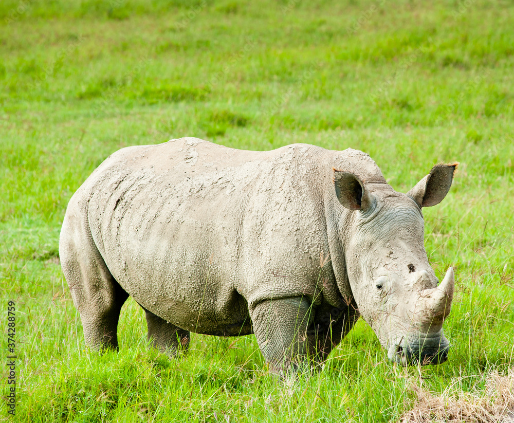 Rhinoceros (rhino) in wild nature. Kenya. Africa Rhinoceros (rhino) in wild nature. Kenya. Africa