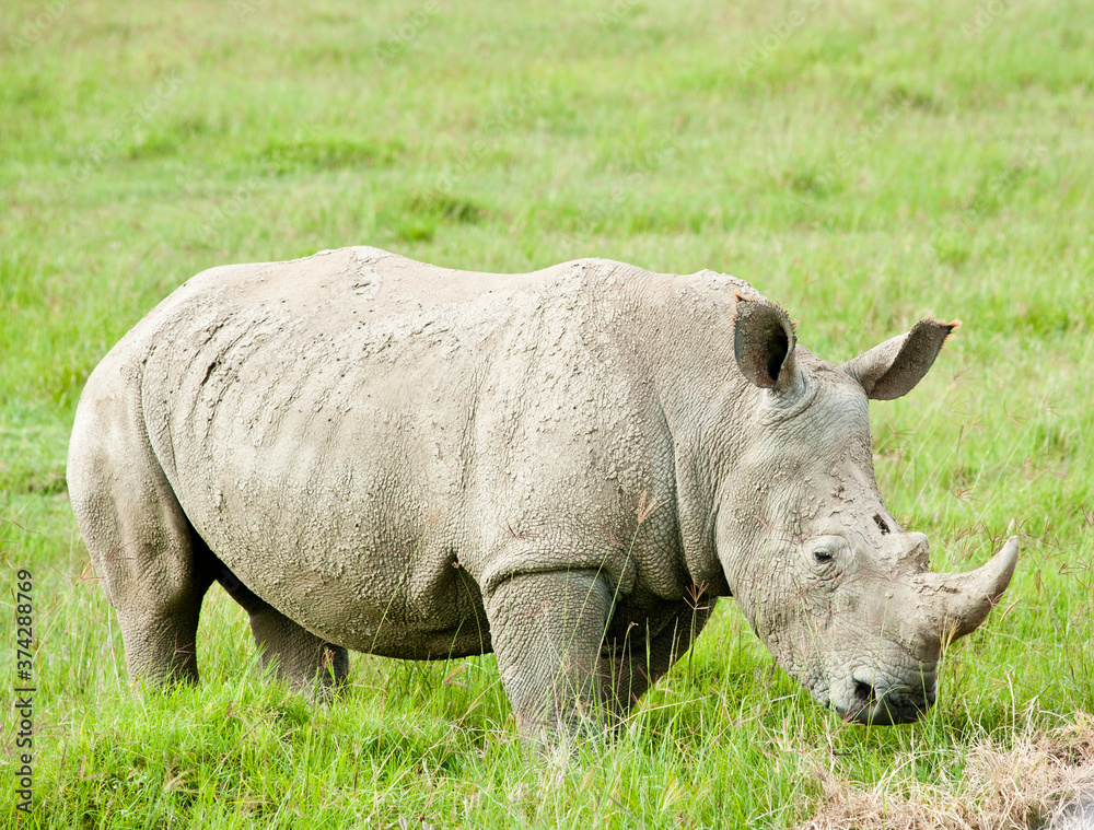 Rhinoceros (rhino) in wild nature. Kenya. Africa Rhinoceros (rhino) in wild nature. Kenya. Africa