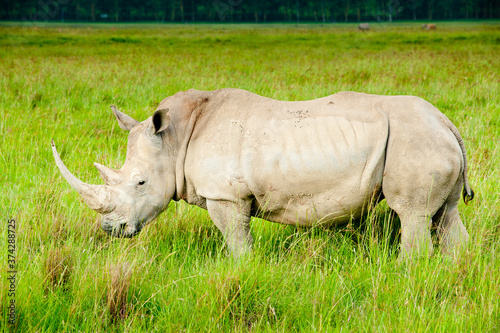 A rhino  Kenya