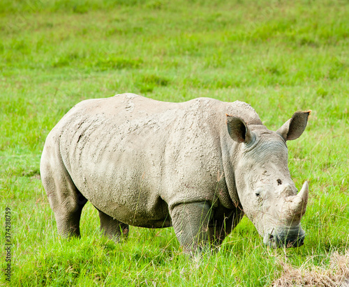 Rhinoceros  rhino  in wild nature. Kenya. Africa