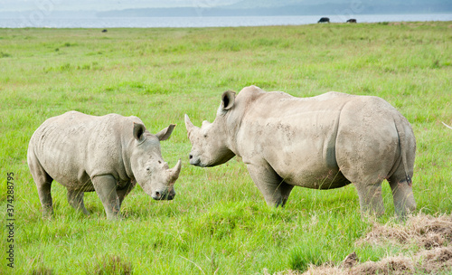 Two rhinos  Kenya  Africa