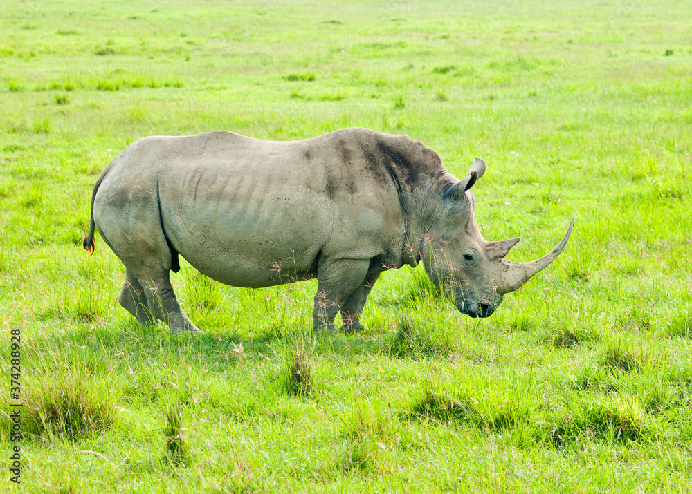 Rhinoceros (rhino) in wild nature. Kenya. Africa Rhinoceros (rhino) in wild nature. Kenya. Africa