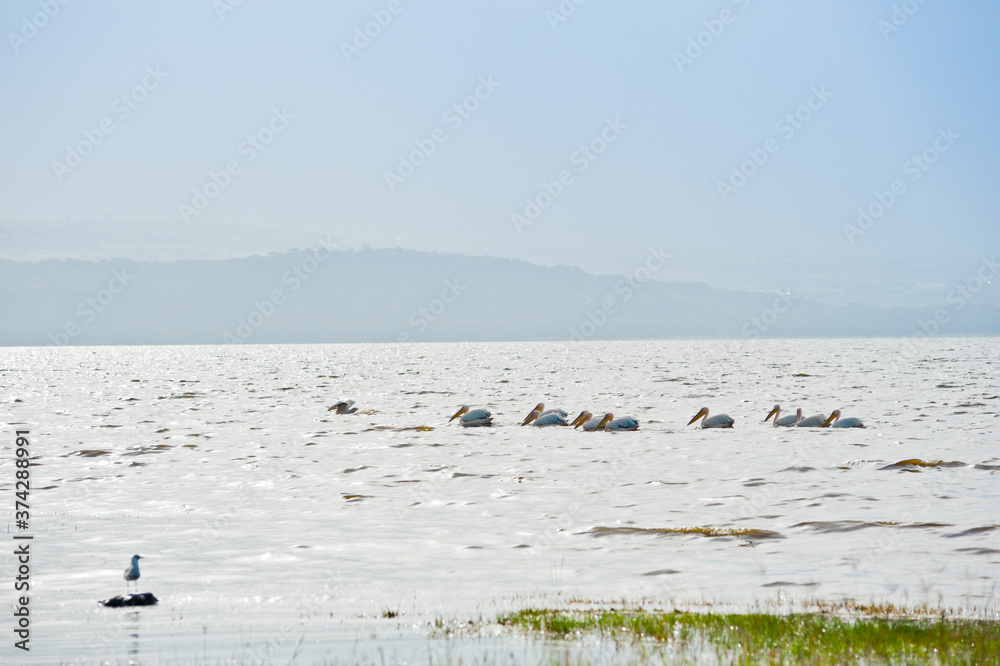 Great White Pelicans in wild nature. Kenya. Africa
