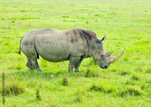 Rhinoceros  rhino  in wild nature. Kenya. Africa