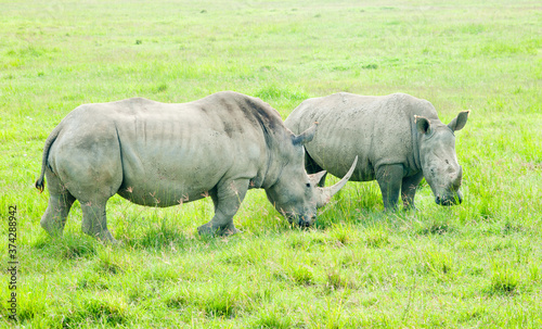 Two rhinos, Kenya, Africa