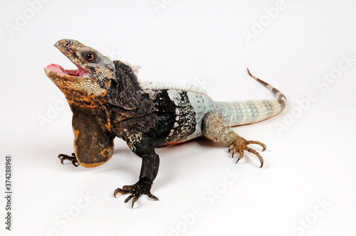 Schwarzbrust-Schwarzleguan (Ctenosaura melanosterna) - black-chested spiny-tailed iguana  photo