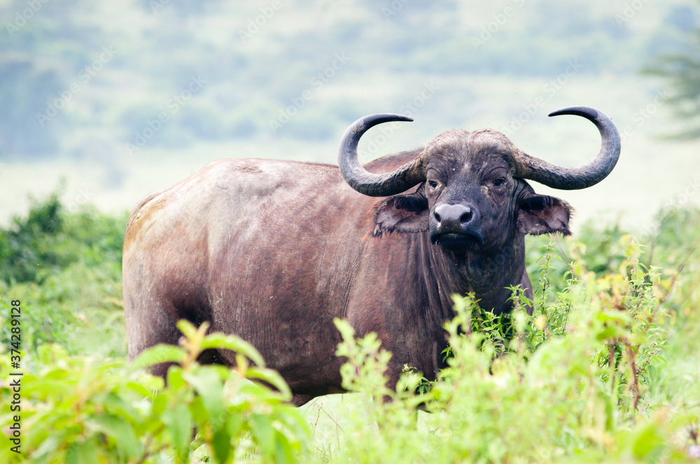 african buffalo im wild nature, Kenya. Africa african buffalo im wild nature, Kenya. Africa