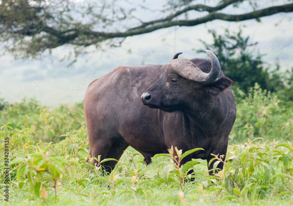 An african buffalo, Kenya, Africa