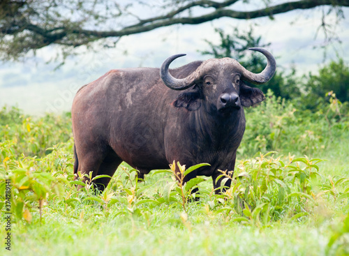 African buffalo  Kenya  Africa