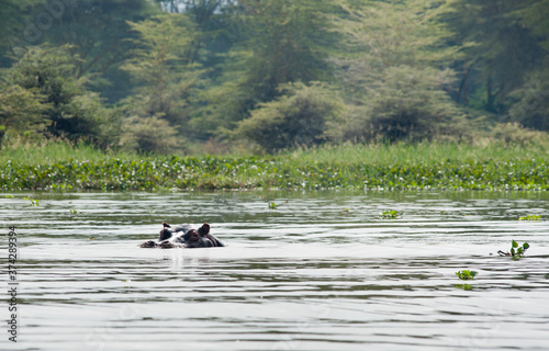 A hippo, lake Naivasha, Kenya, Eastern Africa