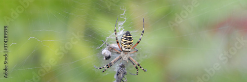 a large spider sits in a web