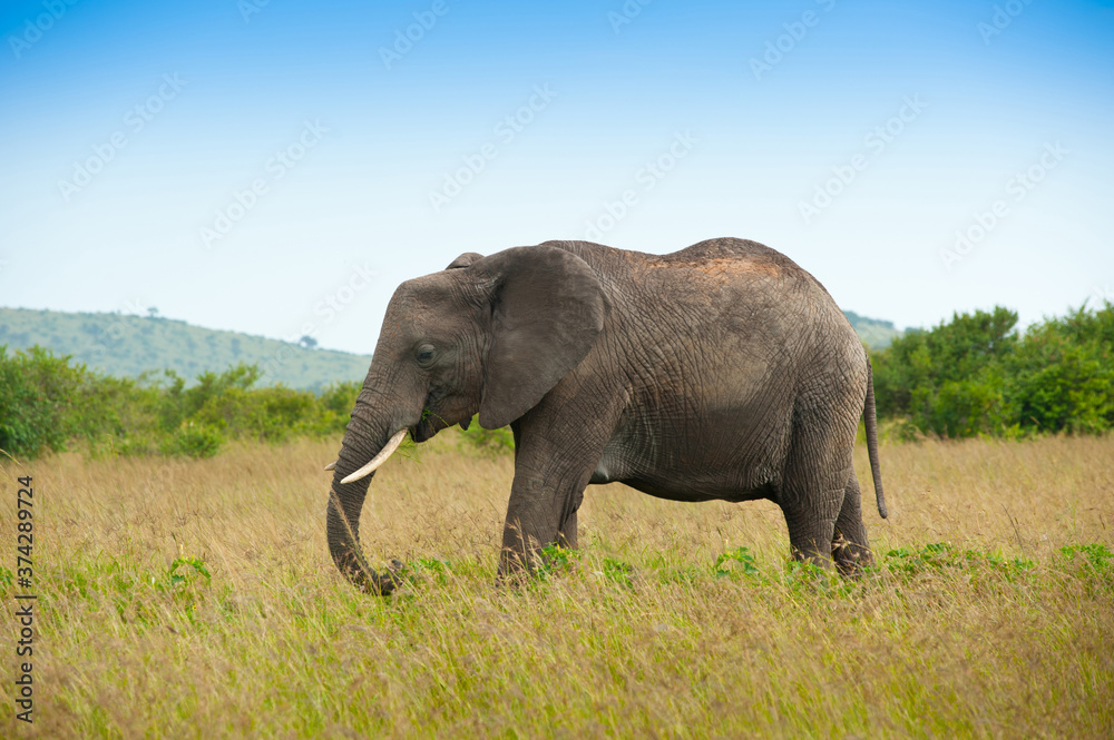 Elephant in savanna, wild nature, Kenya, Africa