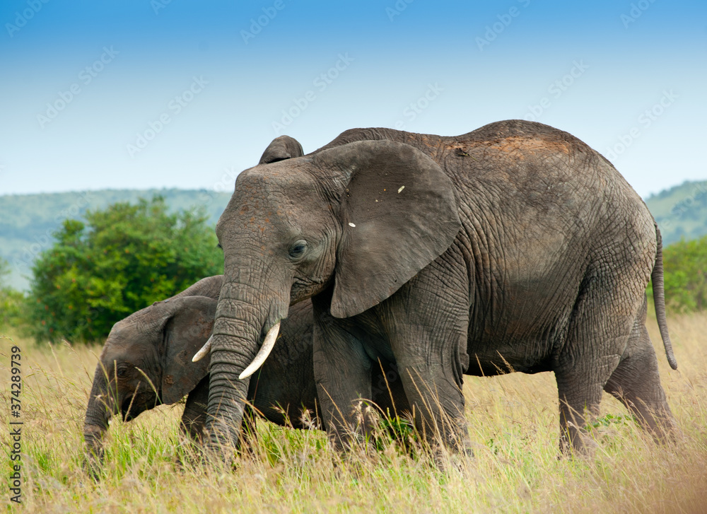 Obraz premium Elephant and its calf in wild nature, Kenya, Africa