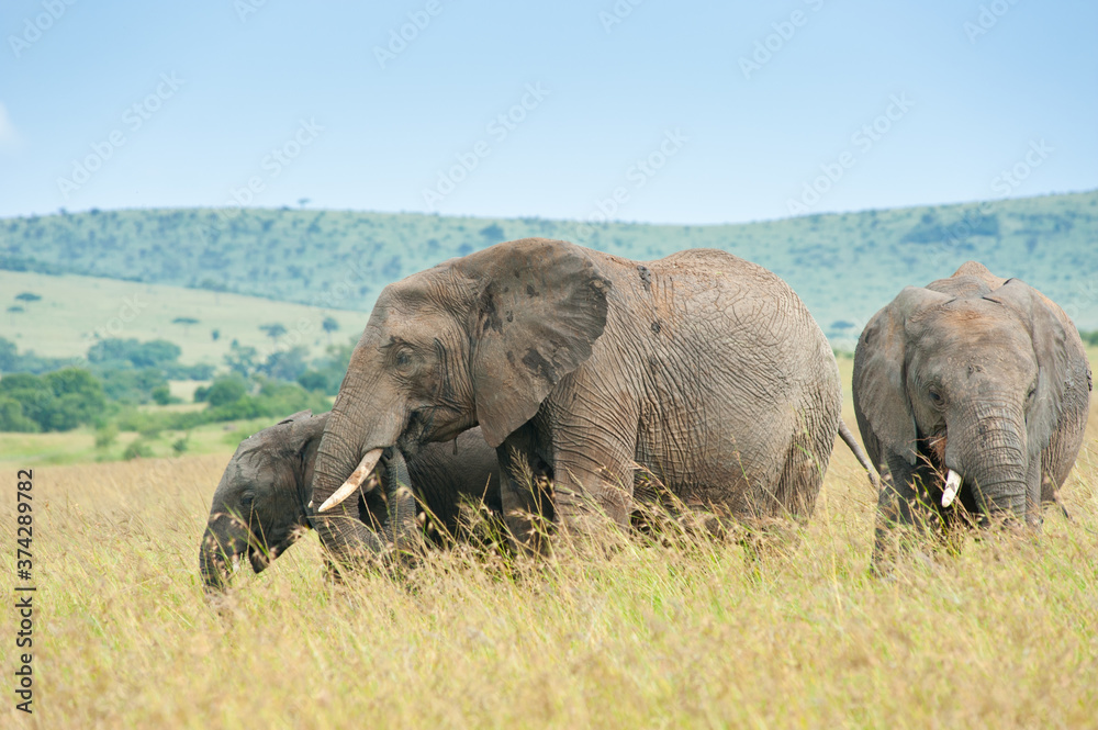 Obraz premium Elephants in the african savanna, Kenya