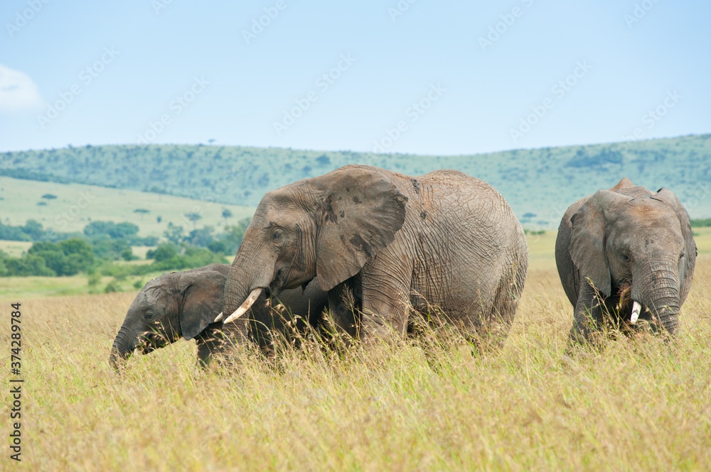 Fototapeta premium Elephants in wild nature, Kenya, Africa