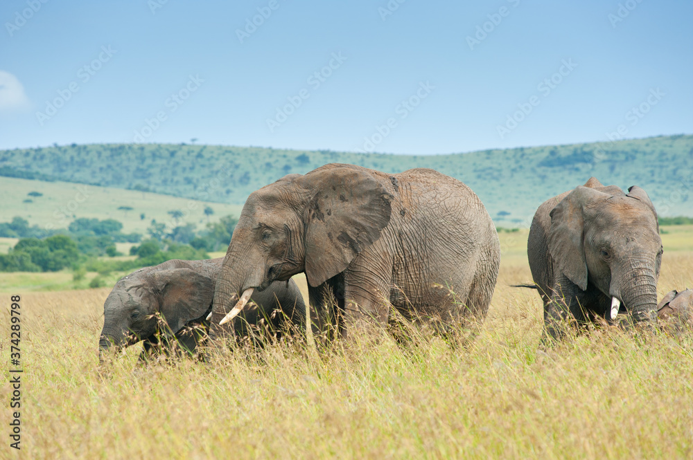 Fototapeta premium Elephants in wild nature, Kenya, Africa