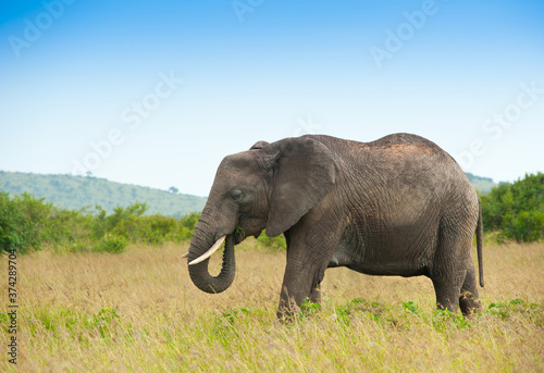 Elephant in savanna  Kenya  Africa