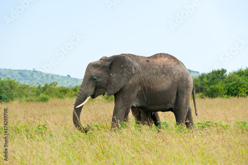 elephants  Kenya
