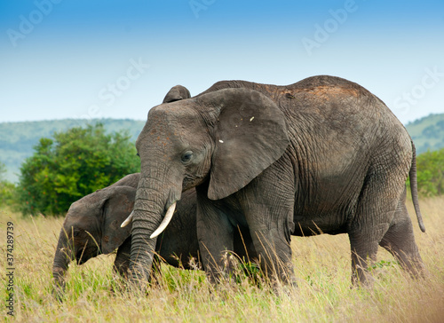 Elephant and its calf in wild nature  Kenya  Africa