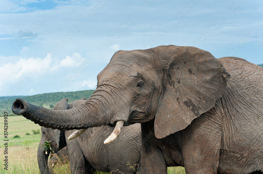 Fototapeta premium elephants, Kenya, Africa