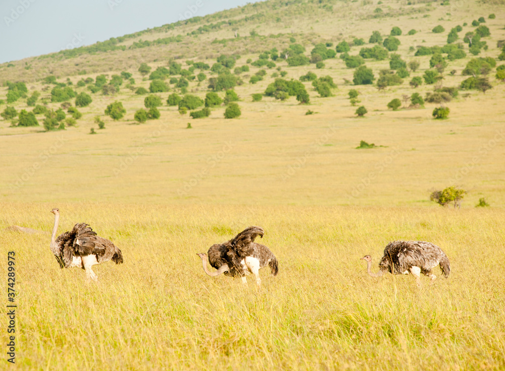 Three ostriches, Kenya, Africa