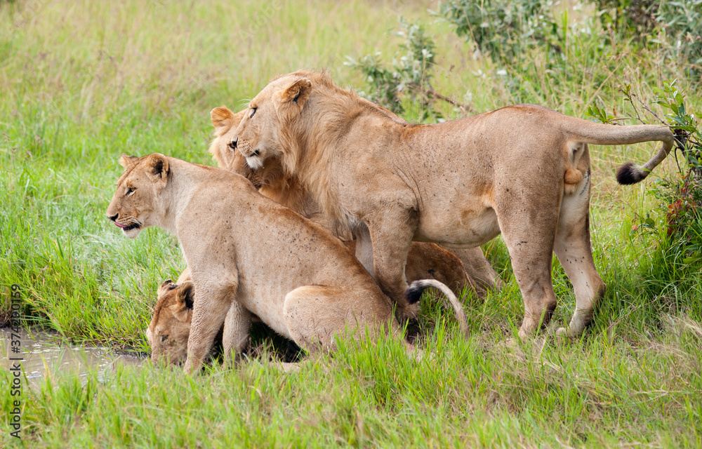 Lions in wild nature, Kenya, Africa Lions in wild nature, Kenya, Africa