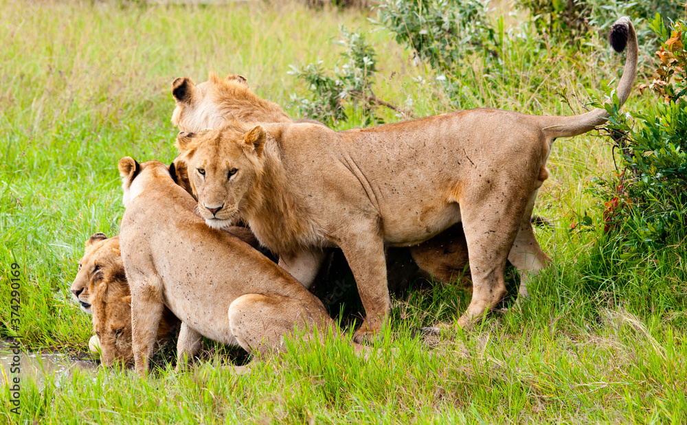 Lions in wild nature close to water, Kenya, Africa Lions in wild nature close to water, Kenya, Africa