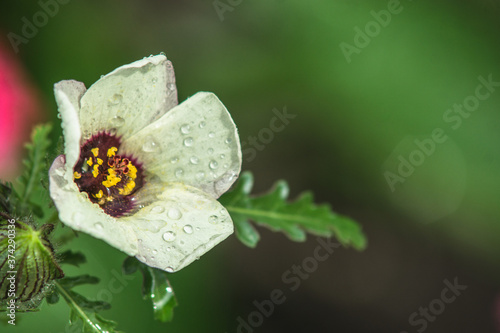 white flower with dew drops