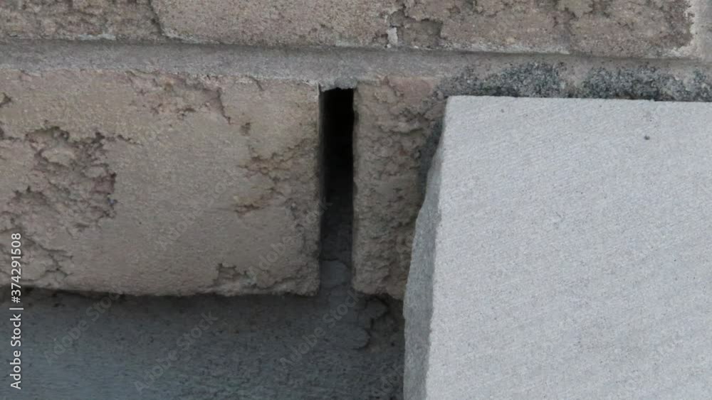 Wasp entering nest in crack between bricks of home / building Wasp entering nest in crack between bricks of home / building