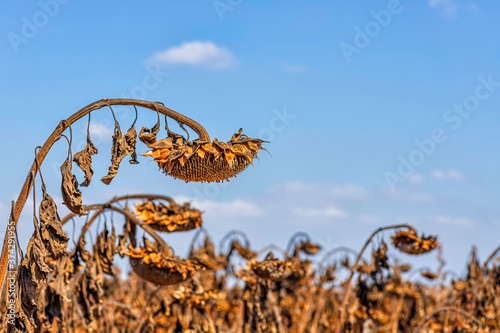 Dry sunflower head with ripe seeds against the sky