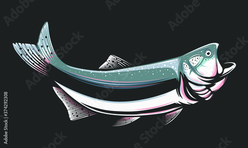 Salmon fishing  logo. Rainbow trout fish club emblem. Fishing theme illustration. Isolated on white.