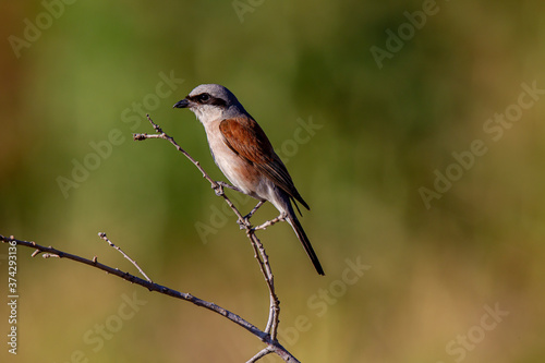 Red-backed Shrike Lanius collurio perched on branch.