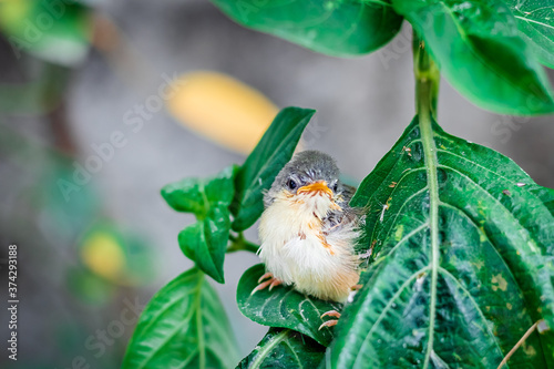 Fototapete Young Ashy Wren Warbler (Prinia Socialis) fledgling on a tree.