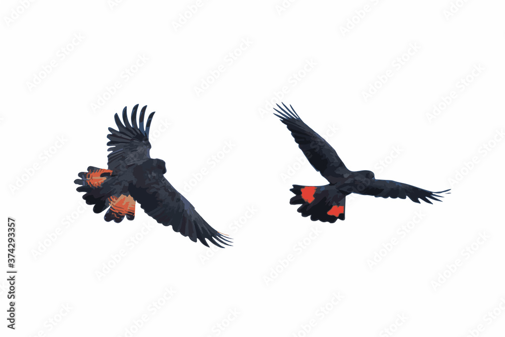 Fototapeta premium Illustration - Banks Cockatoo in flight