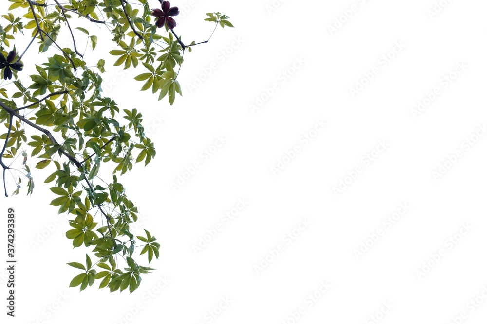 Tropical tree with leaves branches on white isolated background for green foliage backdrop Tropical tree with leaves branches on white isolated background for green foliage backdrop