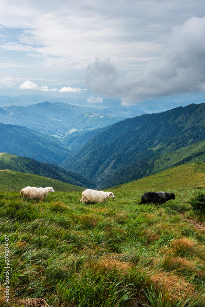 High in the mountains shepherds graze cattle among the panorama of wild forests and fields of the Carpathians. After the rain is a beautiful mist at dawn. Sheep provide wool and milk, meat