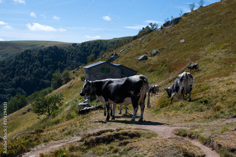 Vogesenkühe auf dem Petit Hohneck in den Vogesen Vogesenkühe auf dem Petit Hohneck in den Vogesen