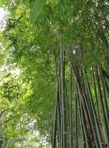 Bamboo branch in bamboo forest, beautiful green nature background