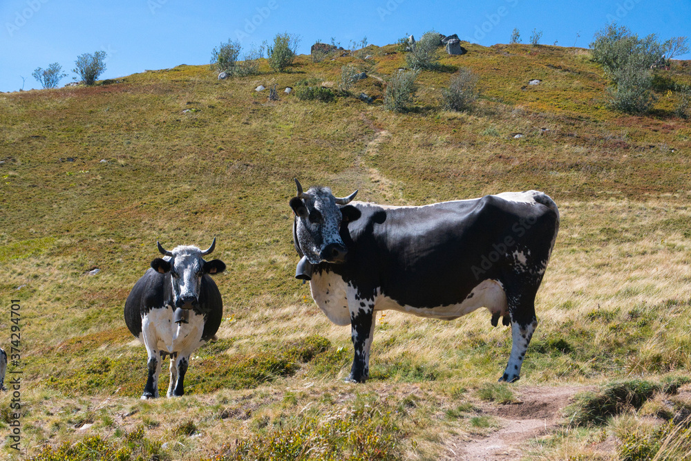 Vogesenkühe auf dem Petit Hohneck in den Vogesen Vogesenkühe auf dem Petit Hohneck in den Vogesen