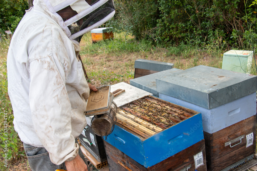 Le travail des abeilles pour la production du miel Le travail des abeilles pour la production du miel