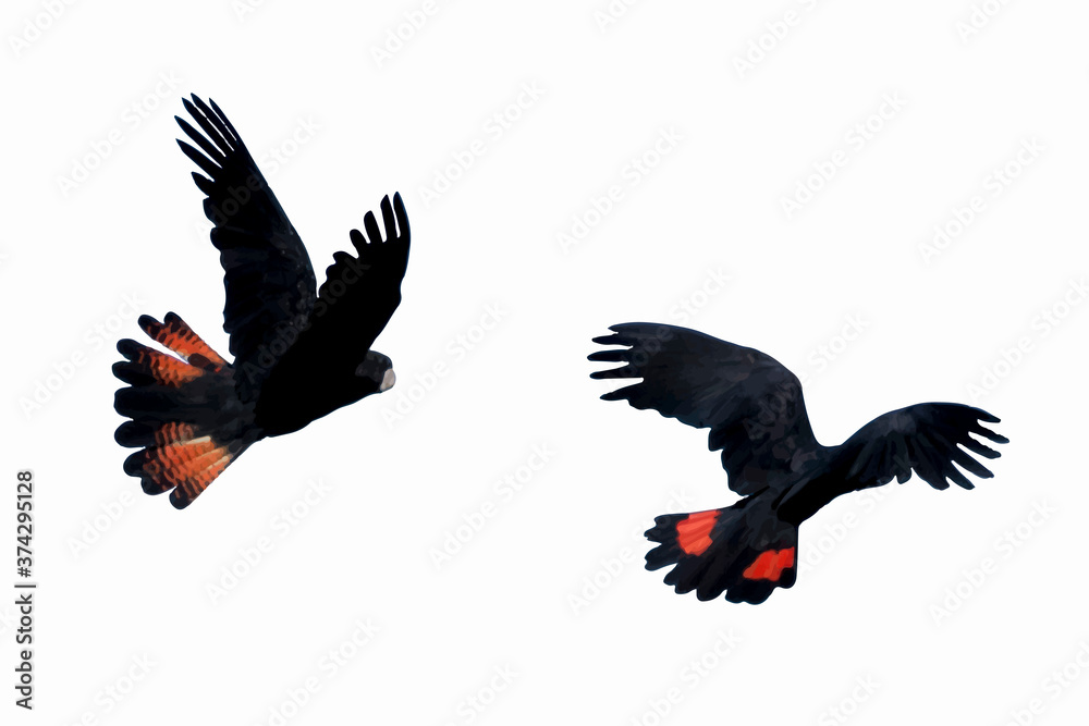 Fototapeta premium Illustration - Banks Cockatoo in flight
