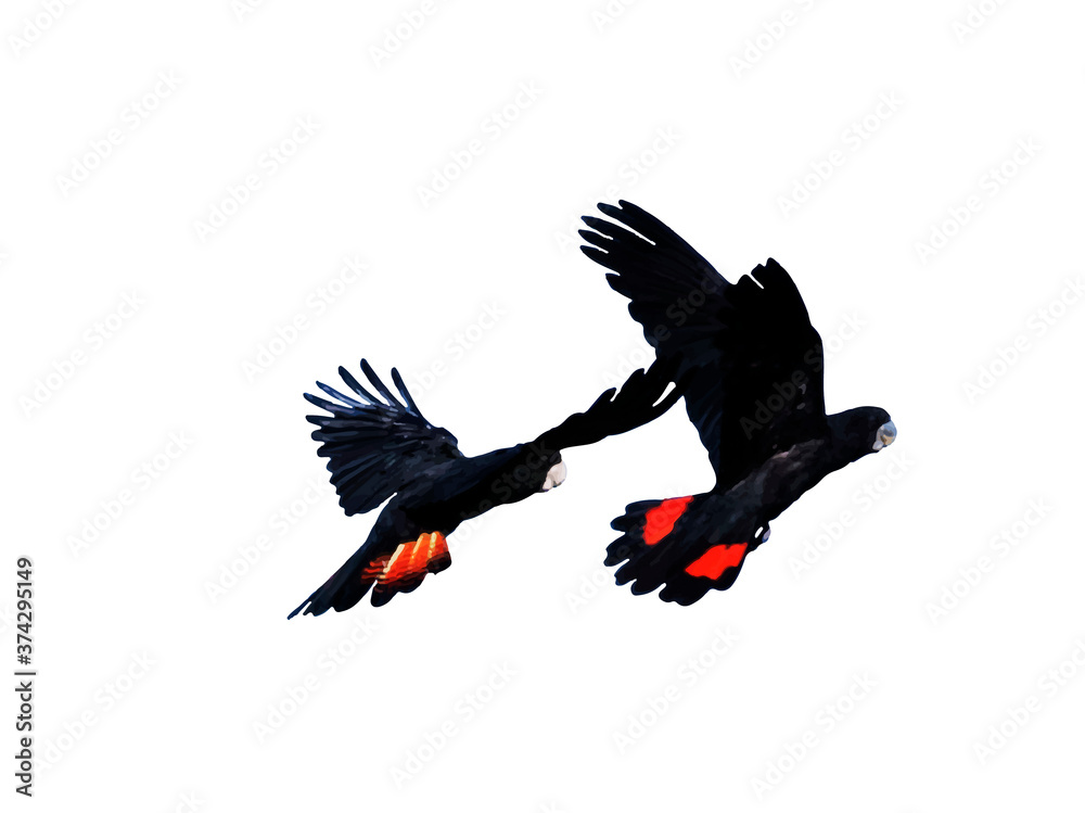 Fototapeta premium Illustration - Banks Cockatoo in flight