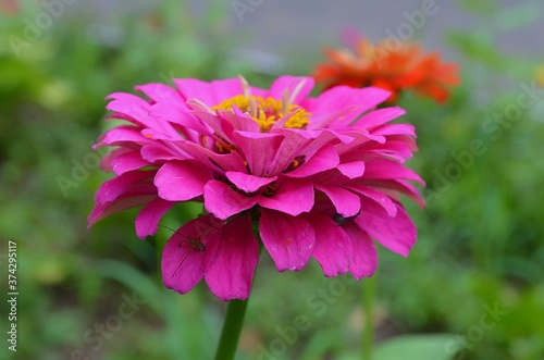 red dahlia flower