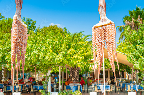 Lefkada, Greece. August 18th, 2011. Vassiliki Bay. Hanging octopuses in front of a typical Greek tavern. photo