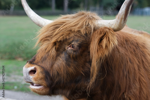 portrait of a scottish highland cattle in a park in cologne