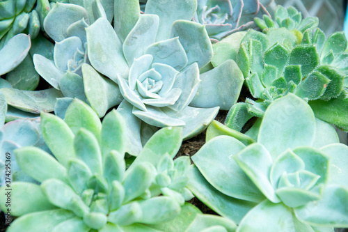 mixed Succulents or cactus background. Small Cactus in Pots to be Sold.