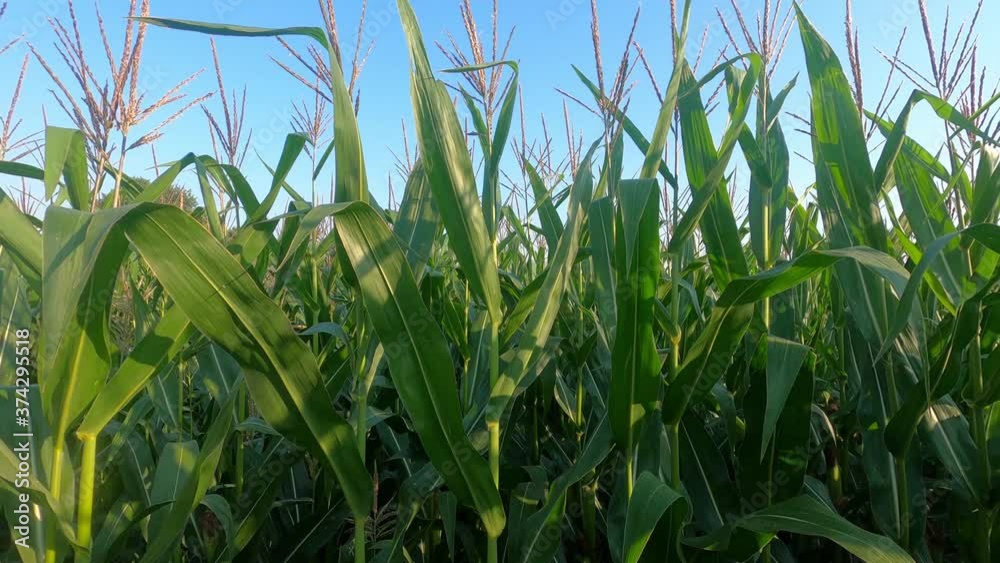 Close up corn cobs field at sunrise, low angle shot. Real time 4K Close up corn cobs field at sunrise, low angle shot. Real time 4K
