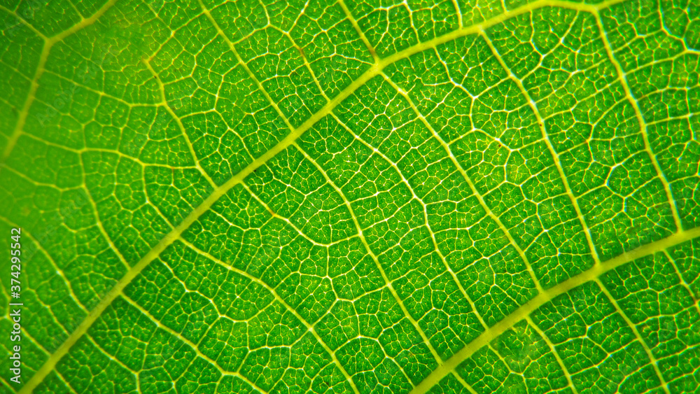 atmospheric close-up photo of green leaves. сlose up of leaf texture atmospheric close-up photo of green leaves. сlose up of leaf texture