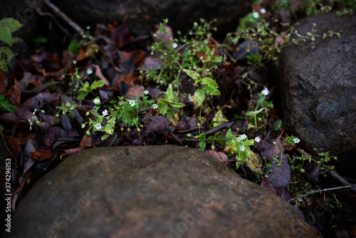 moss on rock